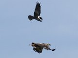 jongvisarend 84  Onvolwasse Visarend - Immaturer Fish Eagle